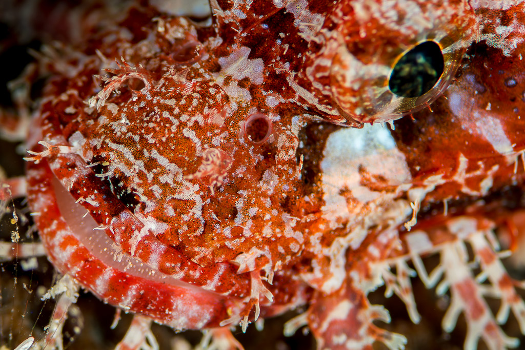 Red tasselled scorpionfish eye and lips, extreme close-up, Maratua, Kalimantan (Borneo), Indonesia