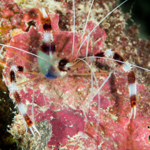 Banded coral shrimp spread on a pink sponge, front view, Maratua, Kalimantan (Borneo), Indonesia