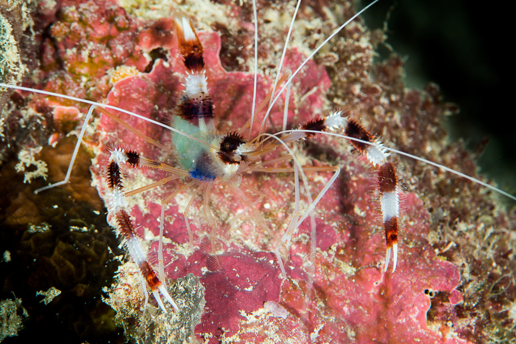 Banded coral shrimp spread on a pink sponge, front view, Maratua, Kalimantan (Borneo), Indonesia