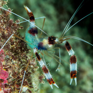 Banded coral shrimp on a reef wall beside pink sponge, side view, Maratua, Kalimantan (Borneo), Indonesia
