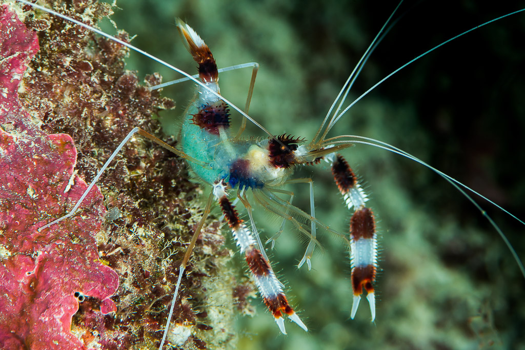 Banded coral shrimp on a reef wall beside pink sponge, side view, Maratua, Kalimantan (Borneo), Indonesia