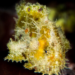 Yellow juvenile frogfish on a dark background, vertical, Maratua, Kalimantan (Borneo), Indonesia