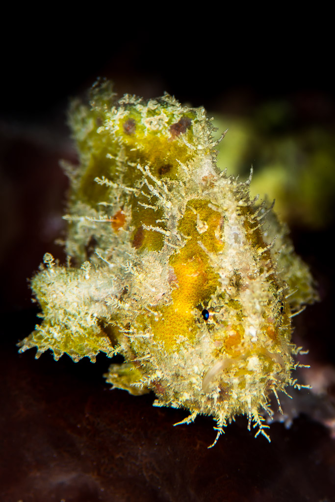 Yellow juvenile frogfish on a dark background, vertical, Maratua, Kalimantan (Borneo), Indonesia
