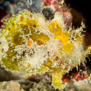 Yellow juvenile frogfish with warty skin on the reef, horizontal, Maratua, Kalimantan (Borneo), Indonesia