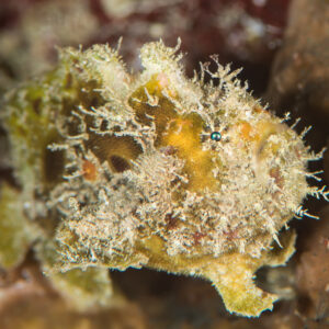 Pale yellow juvenile frogfish with hairy appendages, soft-focus close-up, Maratua, Kalimantan (Borneo), Indonesia