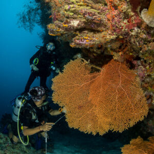 Two scuba divers beneath an overhang with orange sea fans, vertical, Maratua, Kalimantan (Borneo), Indonesia
