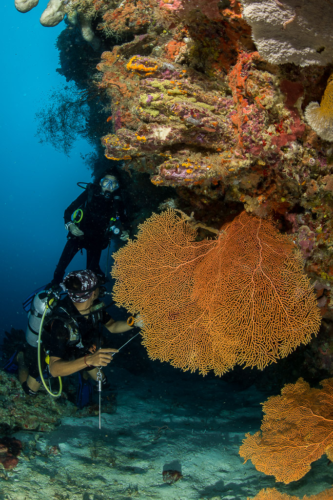 Deux plongeurs sous un surplomb orné de gorgones orange, format vertical, Maratua, Kalimantan (Bornéo), Indonésie