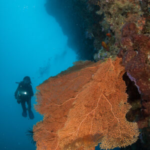 Scuba diver near a large orange sea fan on a reef wall, vertical, Maratua, Kalimantan (Borneo), Indonesia