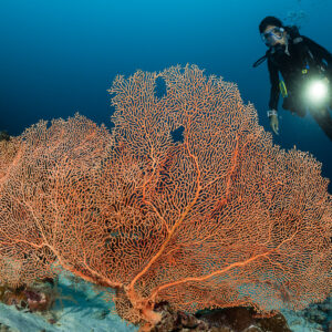 Scuba diver with torch lighting a huge orange sea fan, Maratua, Kalimantan (Borneo), Indonesia