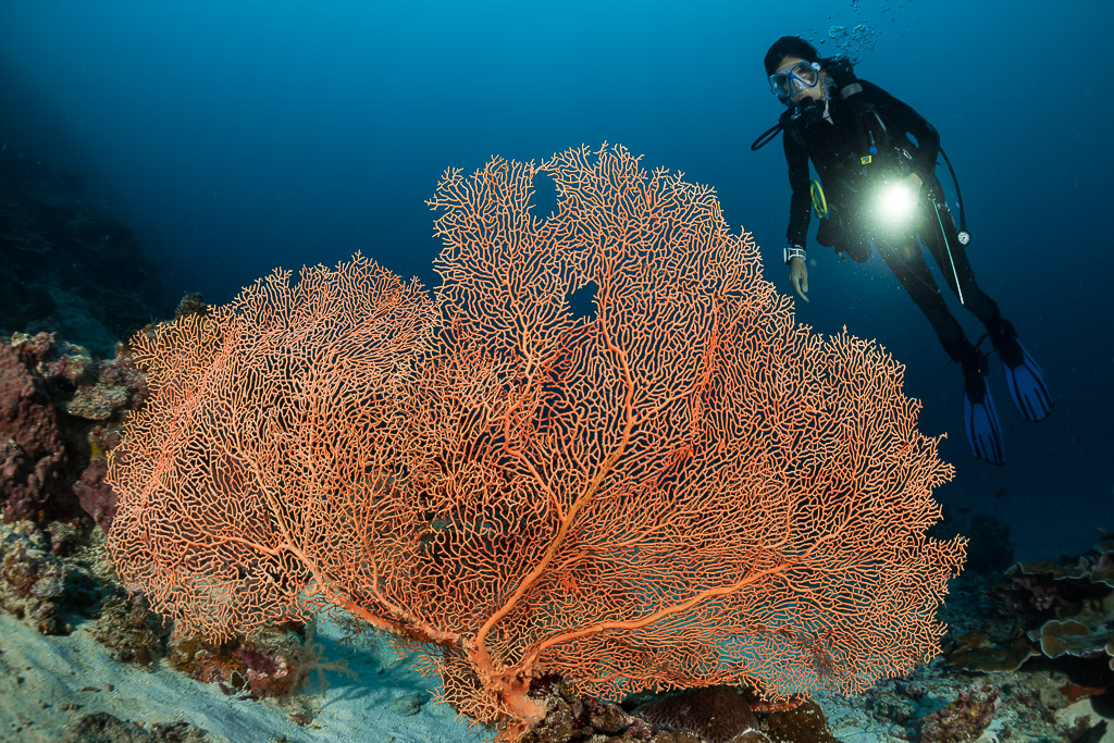 Scuba diver with torch lighting a huge orange sea fan, Maratua, Kalimantan (Borneo), Indonesia