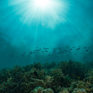 Sun rays over a shallow coral reef with a school of small fish, Maratua, Kalimantan (Borneo), Indonesia