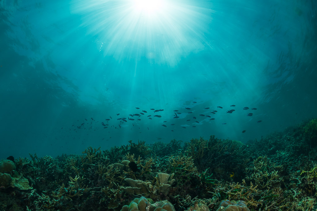 Rayons de soleil sur un récif peu profond avec un banc de petits poissons, Maratua, Kalimantan (Bornéo), Indonésie