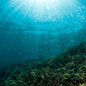 Sunbeams over a sloping hard coral reef with scattered small fish, Maratua, Kalimantan (Borneo), Indonesia