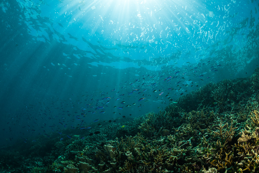 Sunbeams over a sloping hard coral reef with scattered small fish, Maratua, Kalimantan (Borneo), Indonesia