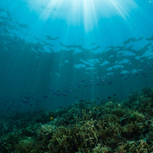 Sunlight streaming through the surface over a coral slope, fish in midwater, Maratua, Kalimantan (Borneo), Indonesia