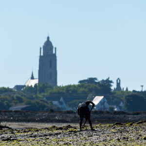 Shellfish gatherer bent over seaweed flats below a church tower, Le Croisic, Brittany, France