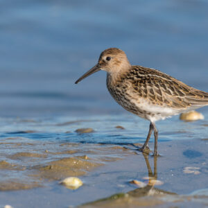 Juvenile dunlin wading at the water’s edge among small shells, Le Croisic, Brittany, France