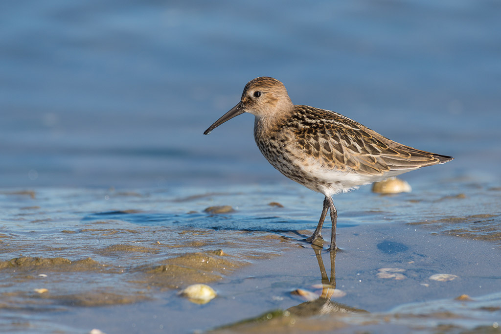 Juvenile dunlin wading at the water’s edge among small shells, Le Croisic, Brittany, France