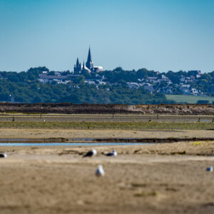 Church spires on wooded skyline beyond a sandbank with resting gulls, Le Croisic, Brittany, France