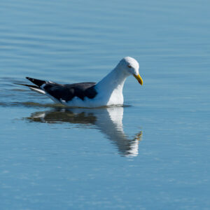 Black-backed gull swimming on calm blue water with clear reflection, Le Croisic, Brittany, France