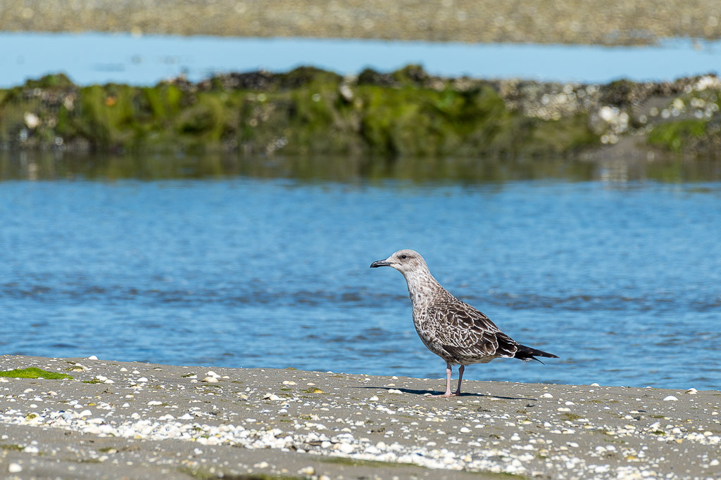 Juvenile large gull standing on shell-strewn sandbank beside a channel, Le Croisic, Brittany, France