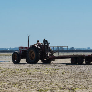 Man driving red tractor towing a long trailer across tidal flat, Le Croisic, Brittany, France
