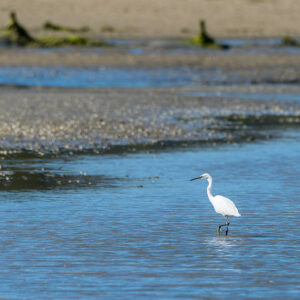 Aigrette garzette seule pataugeant dans un chenal de marée peu profond, Le Croisic, Bretagne, France