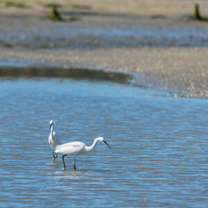 Two little egrets wading together in a shallow tidal channel, Le Croisic, Brittany, France
