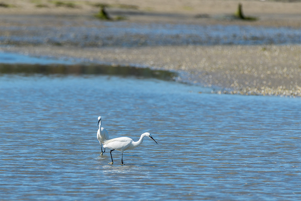 Two little egrets wading together in a shallow tidal channel, Le Croisic, Brittany, France