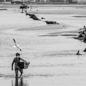 Black-and-white vertical woman wading with basket on tidal flat, gull in flight, Le Croisic, Brittany, France