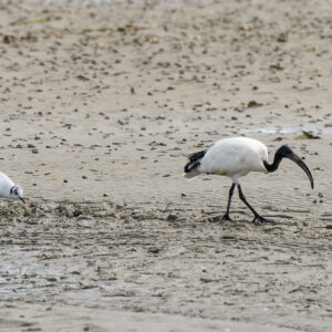 African sacred ibis probing mud beside a winter-plumage black-headed gull, Le Croisic, Brittany, France