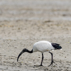Vertical sacred ibis probing wet sand with its curved bill, Le Croisic, Brittany, France