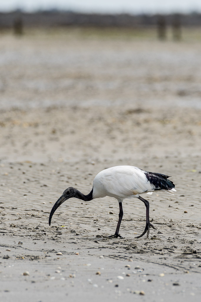 Vertical sacred ibis probing wet sand with its curved bill, Le Croisic, Brittany, France