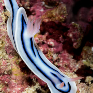 Chromodoris lochi nudibranch crawling over pink encrusting algae, vertical framing, Misool, Raja Ampat, Indonesia