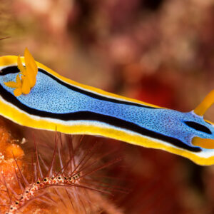 Chromodoris annae nudibranch in profile with raised orange gills and rhinophores, Misool, Raja Ampat, Indonesia
