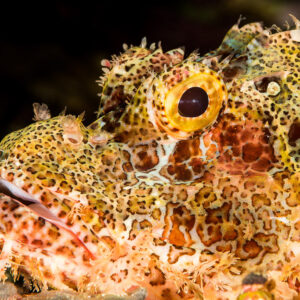 Tasseled scorpionfish head close-up showing camouflaged skin flaps and eye, Misool, Raja Ampat, Indonesia