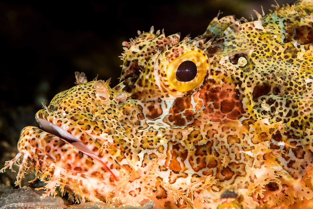 Tasseled scorpionfish head close-up showing camouflaged skin flaps and eye, Misool, Raja Ampat, Indonesia