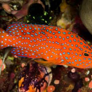 Coral hind with blue spots in profile beside a pale sponge, Misool, Raja Ampat, Indonesia