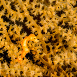 Tiny Denise's pygmy seahorse camouflaged in a yellow sea fan, vertical framing, Misool, Raja Ampat, Indonesia