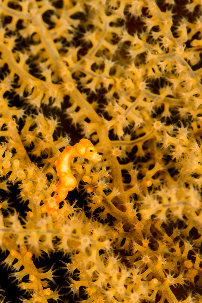 Tiny Denise's pygmy seahorse camouflaged in a yellow sea fan, vertical framing, Misool, Raja Ampat, Indonesia