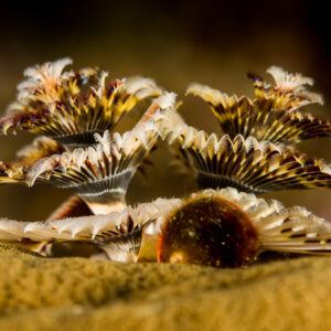 Pair of brown-and-white Christmas tree worms beside an operculum on coral, Misool, Raja Ampat, Indonesia