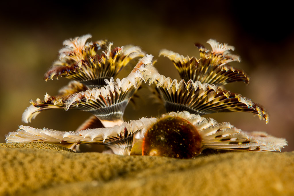 Pair of brown-and-white Christmas tree worms beside an operculum on coral, Misool, Raja Ampat, Indonesia