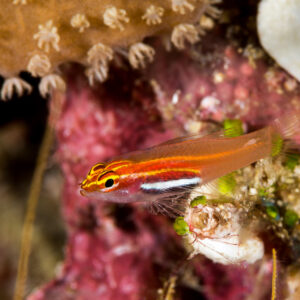 Orange dwarfgoby with a white lateral stripe below soft coral polyps, Misool, Raja Ampat, Indonesia
