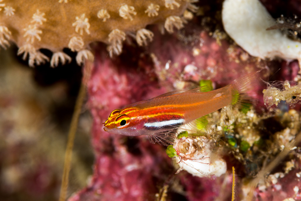 Orange dwarfgoby with a white lateral stripe below soft coral polyps, Misool, Raja Ampat, Indonesia