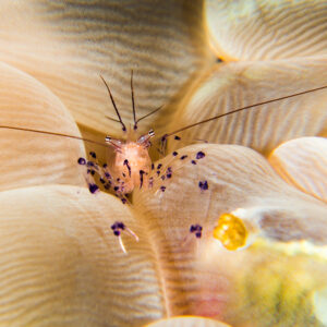 Bubble coral shrimp perched among translucent bubble coral vesicles, Misool, Raja Ampat, Indonesia