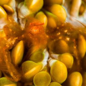 Orangutan crab hidden among yellow-green bubble coral vesicles, Misool, Raja Ampat, Indonesia