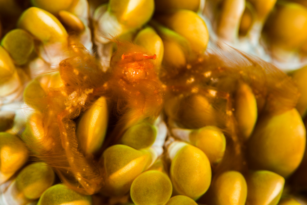 Orangutan crab hidden among yellow-green bubble coral vesicles, Misool, Raja Ampat, Indonesia