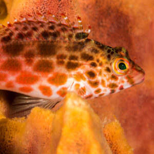 Spotted hawkfish resting on orange coral, side view, Misool, Raja Ampat, Indonesia