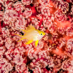 Juvenile golden damselfish over pink soft coral polyps, Misool, Raja Ampat, Indonesia