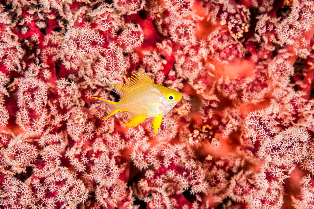 Juvenile golden damselfish over pink soft coral polyps, Misool, Raja Ampat, Indonesia